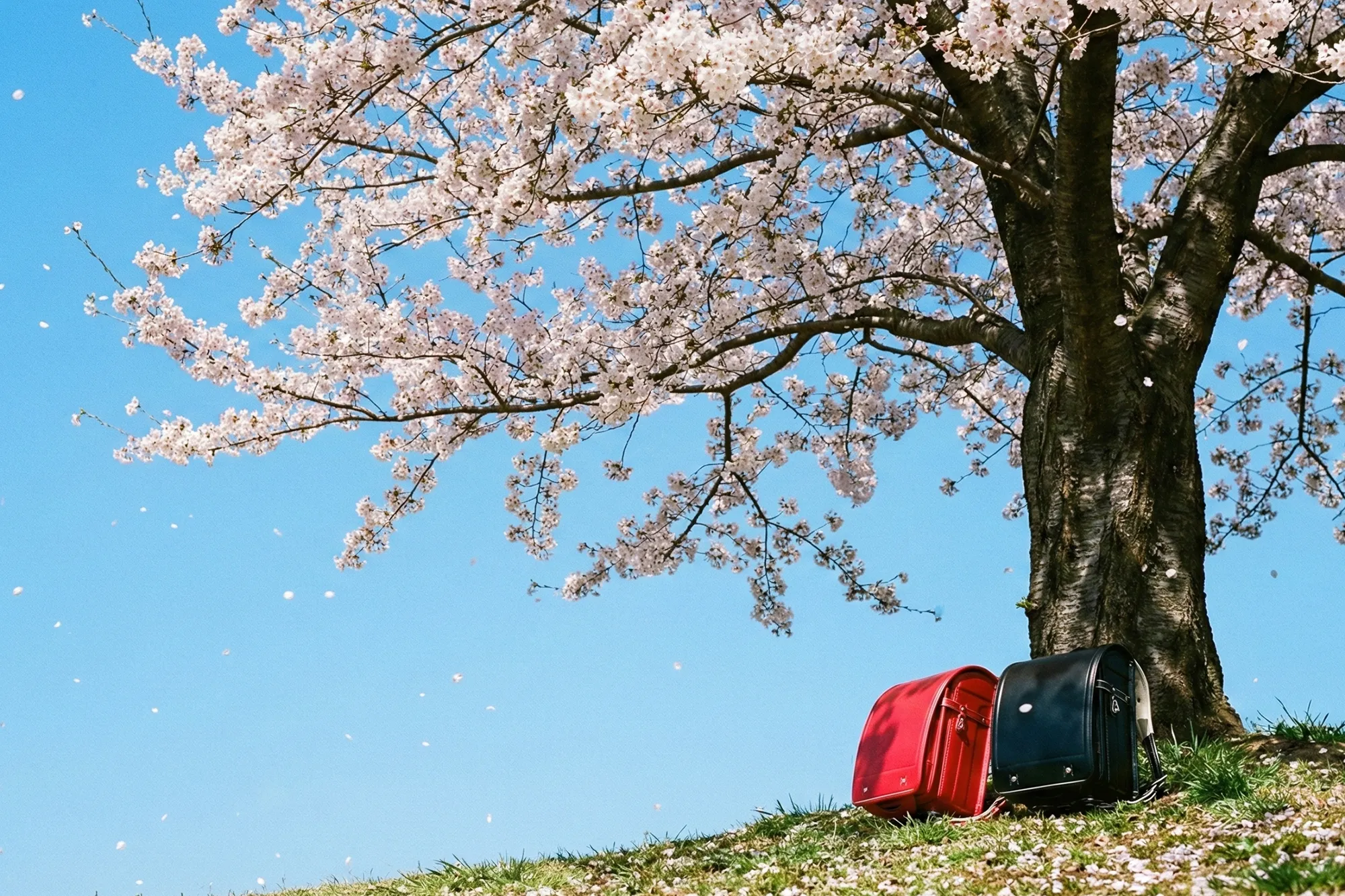 家族で撮影する入学写真・制服姿の撮影シーン - おいらせ町の写真館アトリエゆう